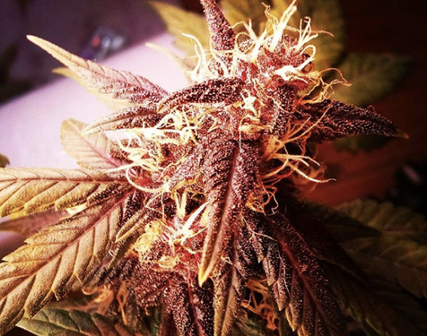 Buy Cannabis Seeds at Cannabis Seeds Store