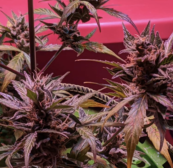Buy Cannabis Seeds at Cannabis Seeds Store