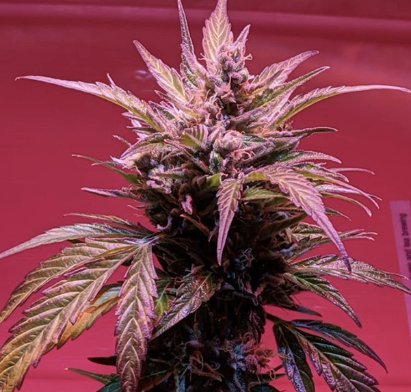 Buy Cannabis Seeds at Cannabis Seeds Store