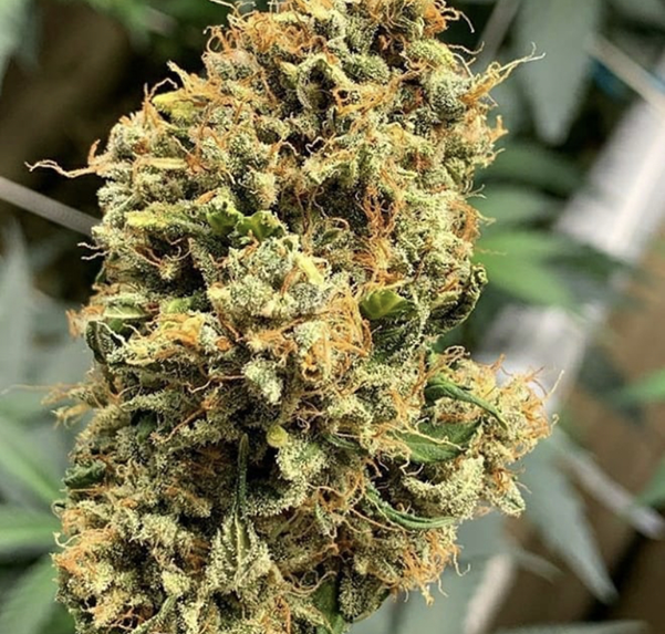 Buy Cannabis Seeds at Cannabis Seeds Store