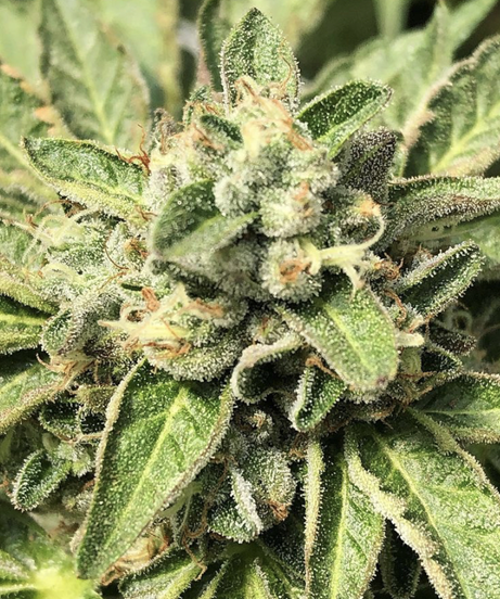 Buy Cannabis Seeds at Cannabis Seeds Store