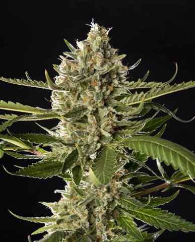 Buy Cannabis Seeds at Cannabis Seeds Store