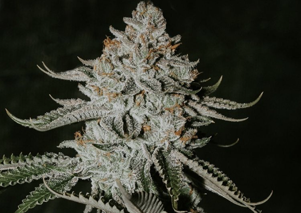 Buy Cannabis Seeds at Cannabis Seeds Store
