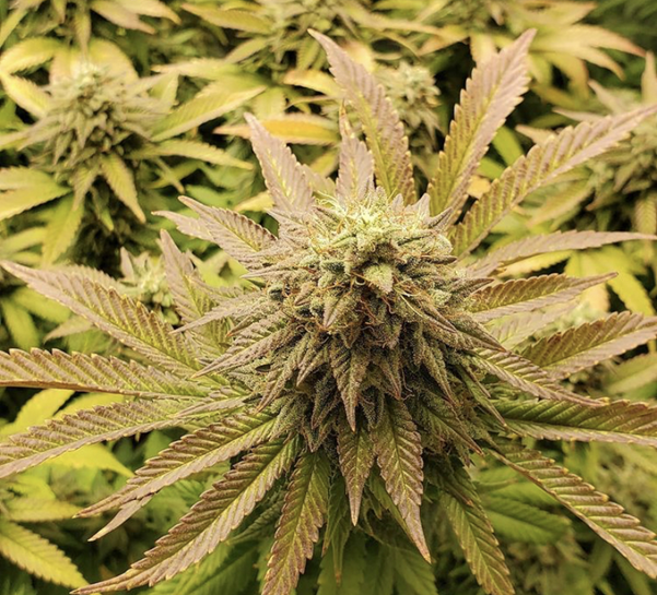 Buy Cannabis Seeds at Cannabis Seeds Store