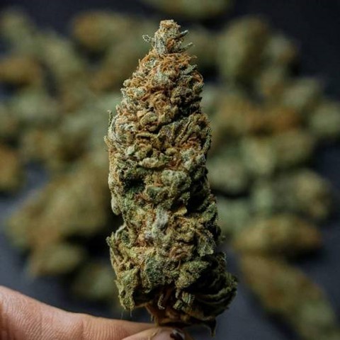 Buy Cannabis Seeds at Cannabis Seeds Store