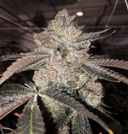 Buy Cannabis Seeds at Cannabis Seeds Store