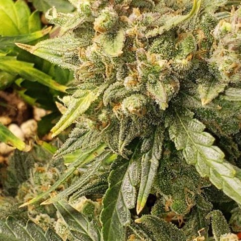 Buy Cannabis Seeds at Cannabis Seeds Store