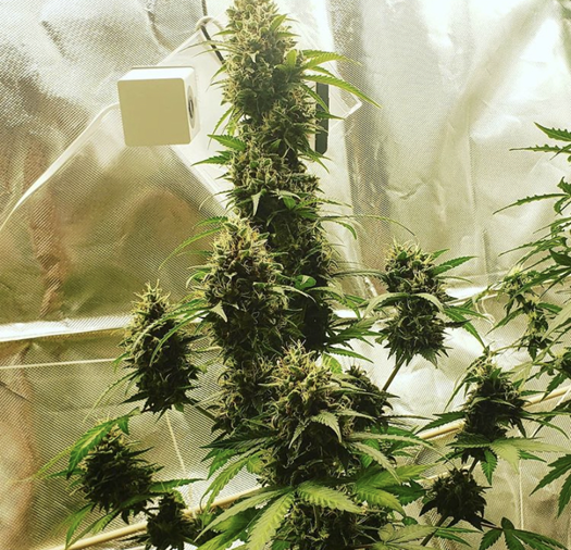 Buy Cannabis Seeds at Cannabis Seeds Store