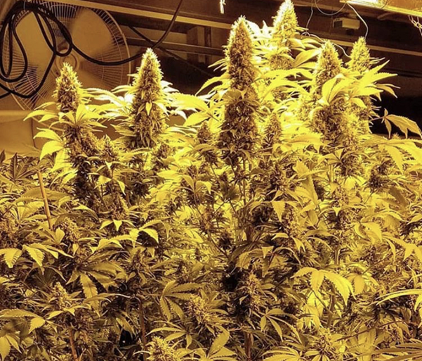 Buy Cannabis Seeds at Cannabis Seeds Store