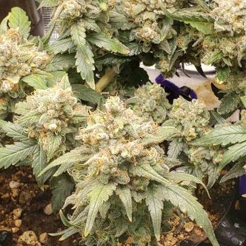 Buy Cannabis Seeds at Cannabis Seeds Store