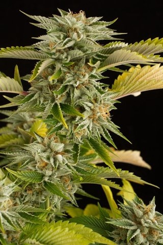Buy Cannabis Seeds at Cannabis Seeds Store
