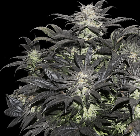 Buy Cannabis Seeds at Cannabis Seeds Store