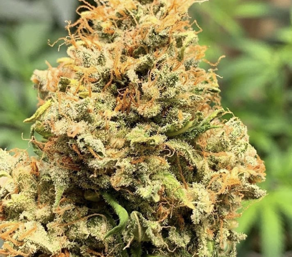 Buy Cannabis Seeds at Cannabis Seeds Store