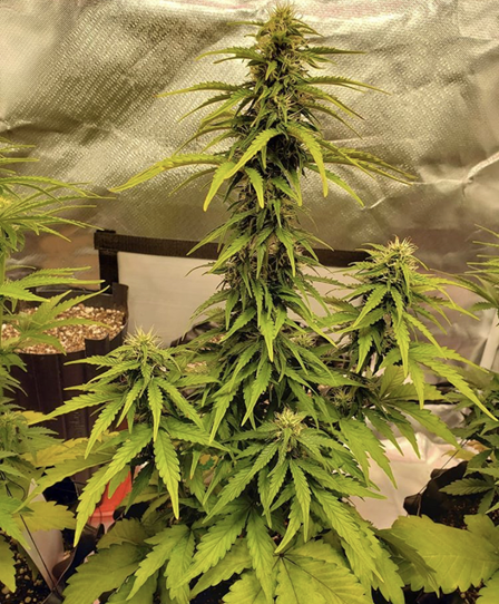 Buy Cannabis Seeds at Cannabis Seeds Store