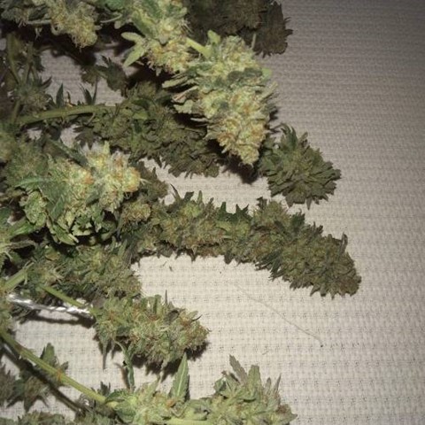 Buy Cannabis Seeds at Cannabis Seeds Store