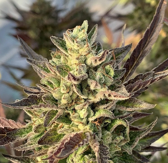 Buy Cannabis Seeds at Cannabis Seeds Store