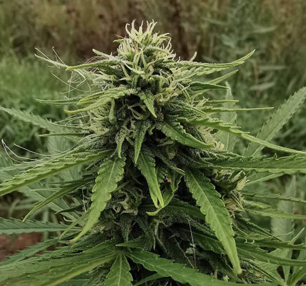 Buy Cannabis Seeds at Cannabis Seeds Store