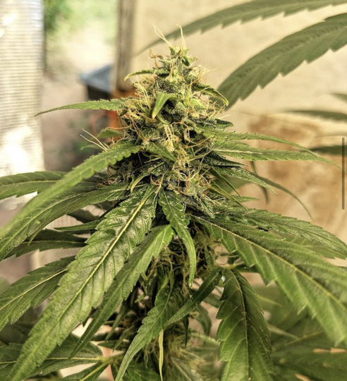 Buy Cannabis Seeds at Cannabis Seeds Store
