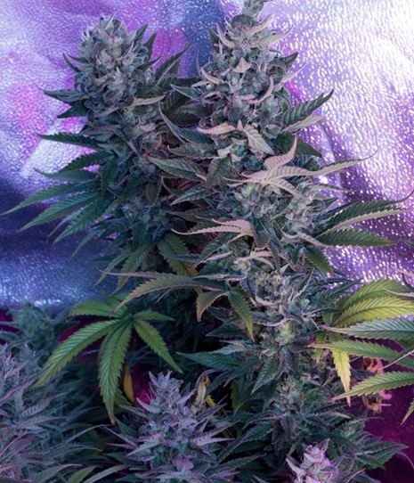 Buy Cannabis Seeds at Cannabis Seeds Store
