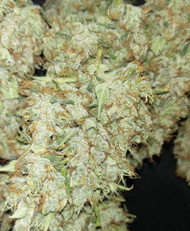 Cannabis Seeds UK at Cannabis Seeds Store