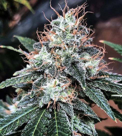 Cannabis Seeds UK at Cannabis Seeds Store