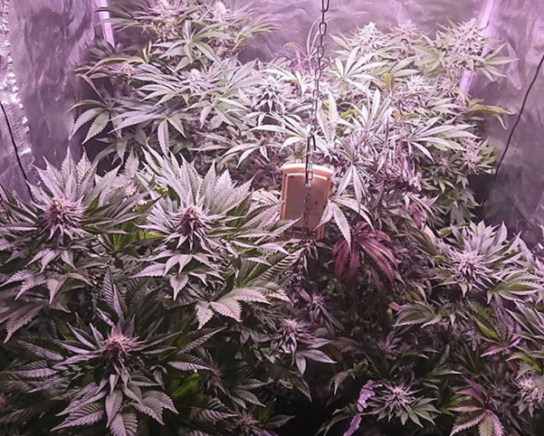 Cannabis Seeds UK at Cannabis Seeds Store