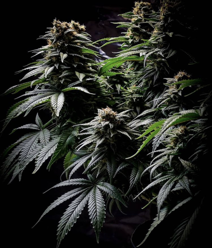 Cannabis Seeds UK at Cannabis Seeds Store