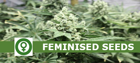 Buy Feminised Seeds from Cannabis Seeds Store