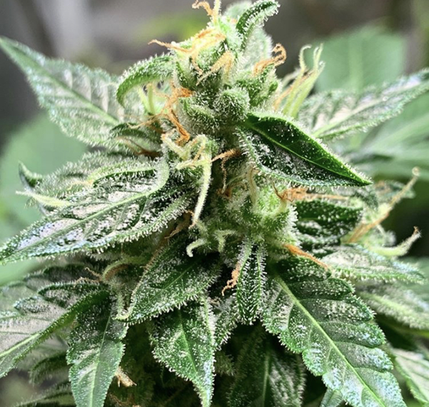 Heavyweight Seeds - Cannabis Seeds Store