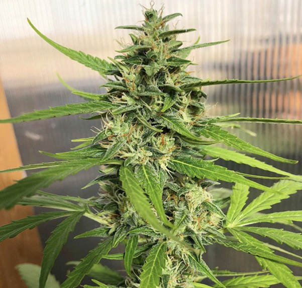 Heavyweight Seeds - Cannabis Seeds Store