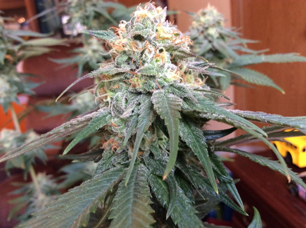 Heavyweight Seeds - Cannabis Seeds Store
