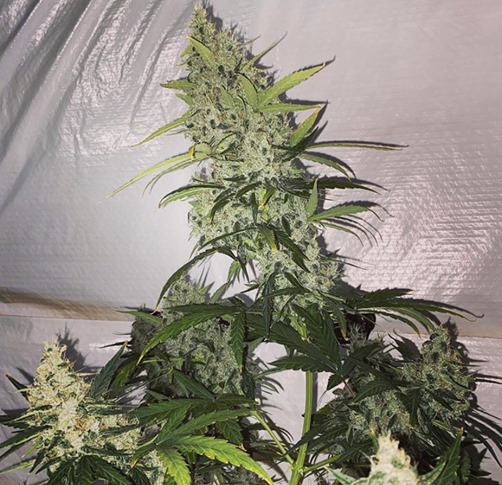 Heavyweight Seeds - Cannabis Seeds Store