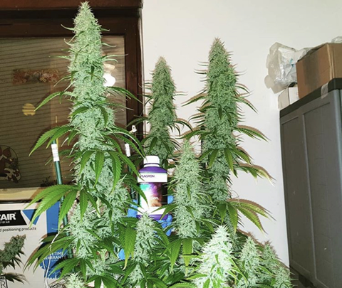 Heavyweight Seeds - Cannabis Seeds Store