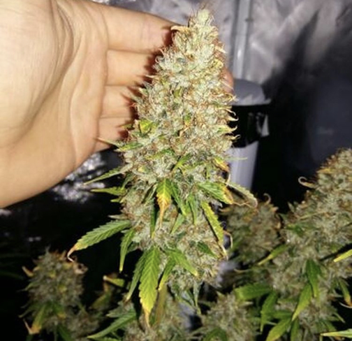 Heavyweight Seeds - Cannabis Seeds Store
