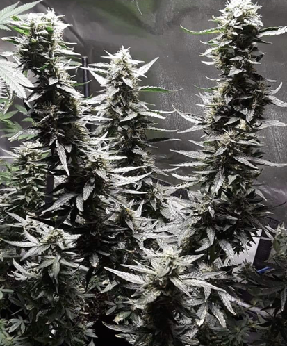 Heavyweight Seeds - Cannabis Seeds Store