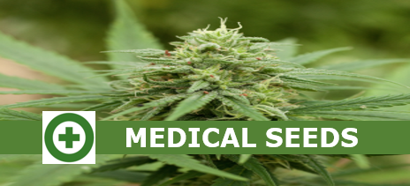 Buy Feminised Seeds from Cannabis Seeds Store