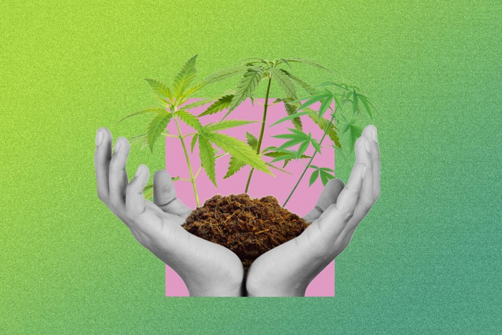 Growing and Maintaining Cannabis Seeds: Ideal Strains for Novice. Growing and Maintaining Cannabis Seeds: Ideal Strains for Novice.