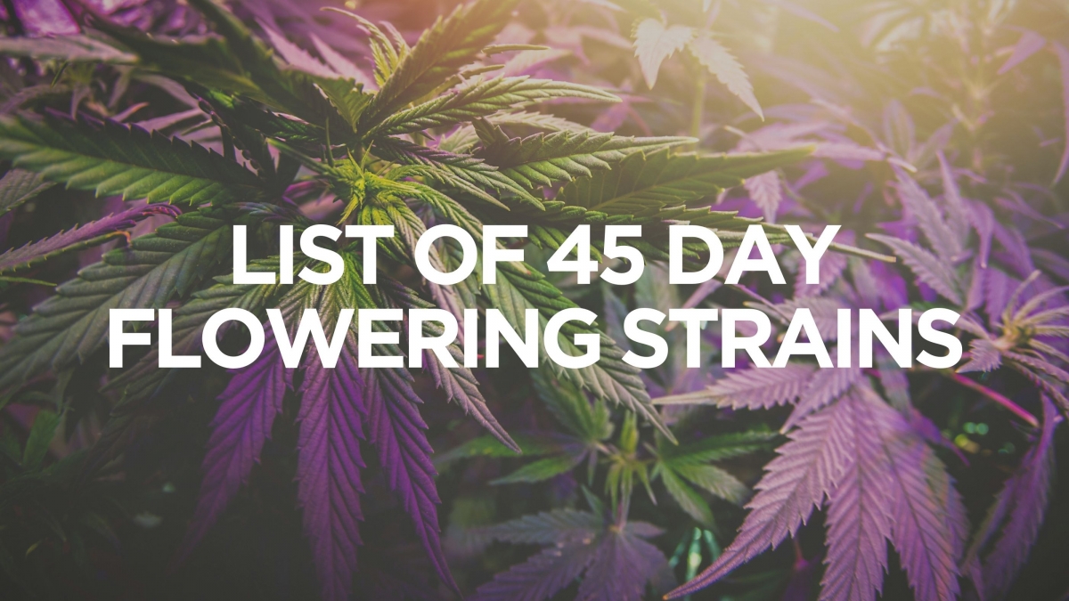 Fast Flowering Cannabis Seeds Strains at Cannabis Seeds Store.