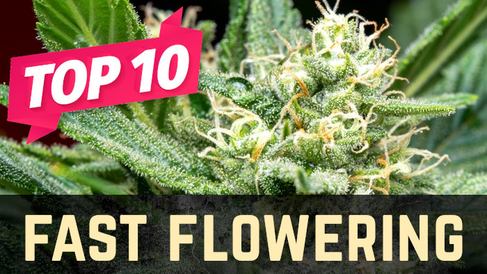 The Power of Speed: The Top Fast Flowering Cannabis Seeds.