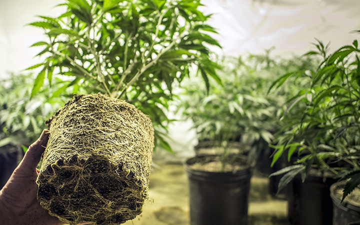 Rules for Growing Cannabis Indoors | Cannabis Seeds Store Rules for Growing Cannabis Indoors | Cannabis Seeds Store