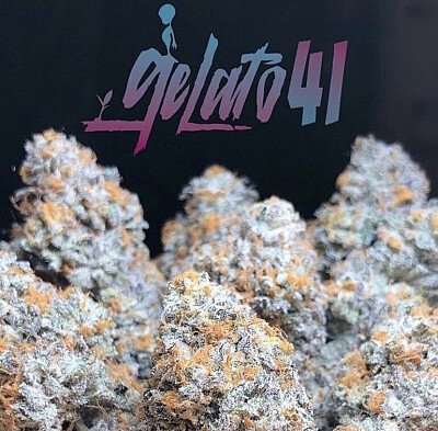 Growing Gelato 41 Cannabis Seeds: Expert Tips for Cultivating. Growing Gelato 41 Cannabis Seeds: Expert Tips for Cultivating.