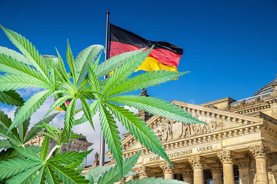 The Best Cannabis Seeds Options for the German Market.