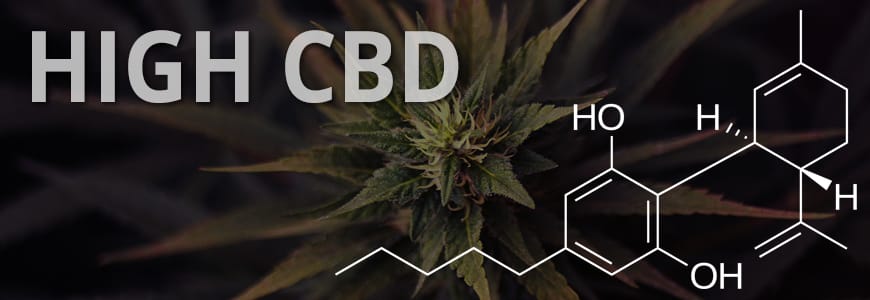 Cannabis Seeds - Six of the Best CBD Medical Cannabis Seeds