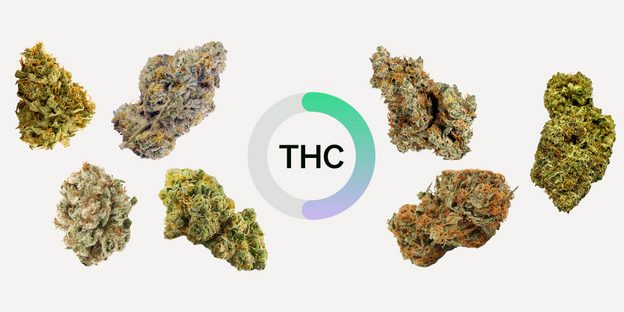 High-THC Strains Cannabis Seeds: The Deals On BOGOF.