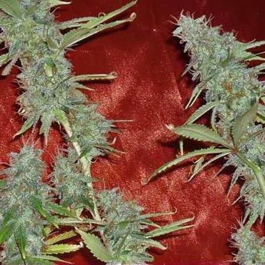 Cannabis Seeds Review - Dr Krippling's Krippleberry Auto.