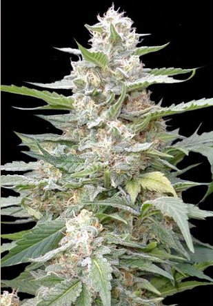 Lemon Amber Kush Feminised Cannabis Seeds By G13 Labs Review