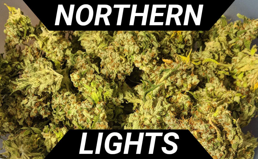 5 Reasons to Choose Northern Lights Cannabis Seeds. 5 Reasons to Choose Northern Lights Cannabis Seeds.