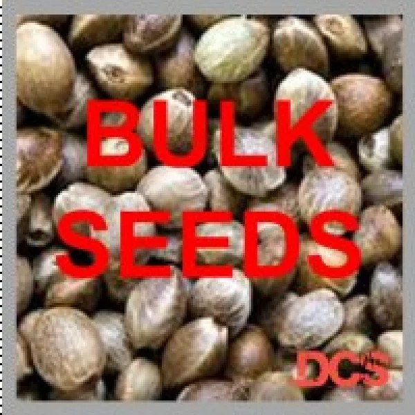 Get 100 High-Quality Bulk Cannabis Seeds for only £100.