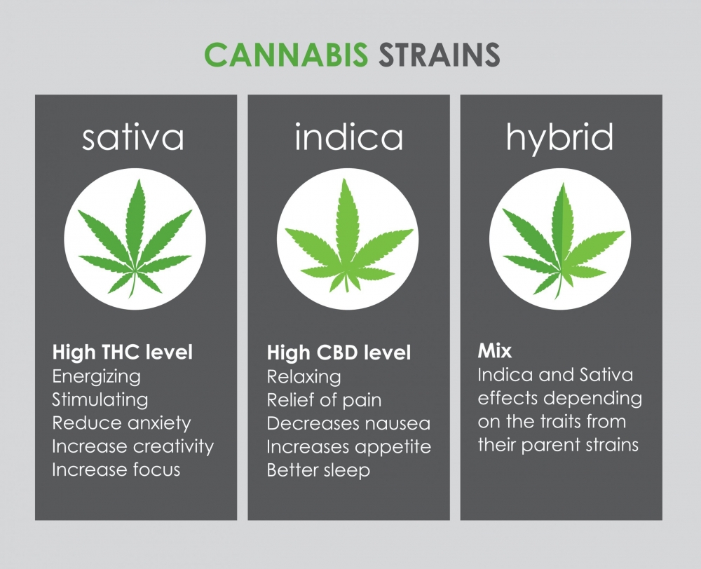 Benefits of Choosing Cannabis Seeds Store for your Sativa Strains