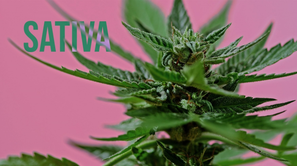 Sativa Cannabis Seeds Strains  Your Guide to Quality and Savings.
